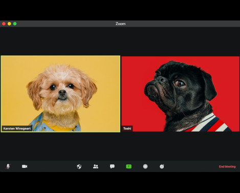 Zoom Dogs_website_unsplash_visuals_468x378
